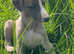 Stunning Male Whippet Puppies