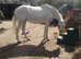 !15hh hack,lead rein, project!