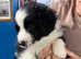 Australian Shepherd cross border collie