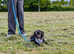 One little boy left, fully vaccinated and ready to find his forever home!
