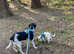 2 year old Pointer cross Labrador