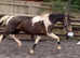 Super sweet mare Forsale