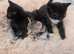 4 kittens 10 week old