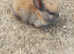 Mini rex baby bunnies