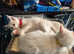 Beautiful  healthy super cute ragdolls