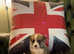 Queens Welsh Pembroke Corgi Puppies