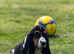 KC BASSET HOUND  PUPS