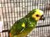 Beautiful blue fronted Amazon parrot