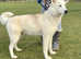White pedigree husky girl