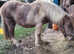Dartmoor Hill pony filly 2yrs