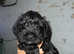 Schnoodle puppys