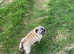Pug bitch for sale