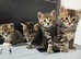 Maine coon X ( BenCoonTabby )