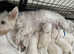 Westiepoos for sale