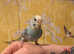 Hand reared budgie