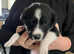 Beautiful border collie puppies for sale