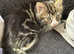 European shorthair