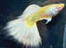 High quality True lines Guppy Pairs collect or delivered