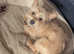 Female chorkie