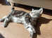 Scottish fold straight kittens