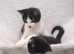 2 beautiful male kittens