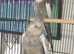 Tamed Cockatiel