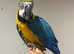 Young Tame Talking Blue & Gold Macaw