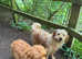 Mini Goldendoodle puppies