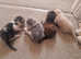 X4 beautiful coloured kittens