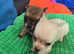2 beautiful Chichuahua pups