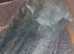 250 included in the price:  Both rabbits Cage Hay Wood shavings Food
