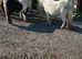 Mini Shetland cremello mare hermits breed