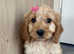 F1 Cockapoo puppies