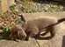 2 Isabella Tan miniature Dachshund puppies for sale