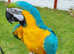 Blue and gold macaw parrot