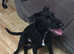 greyhound cross bedlington terrier