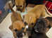 Staffie/Huskita puppys