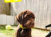 Adorable Labrador Retriever Puppies Looking for Their Forever Homes