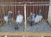 RARE BARLESS BLUE RACING PIGEONS