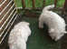 Pure Breed west highland terriers