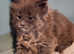 KING SIZE Maine Coon kittens looking for home