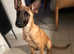 Absolutely gorgeous Belgian Malinois puppy for sale