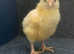 Week old La Bresse Gauloise chicks available