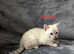 3 beautiful pure snow bengal kitten