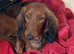 Bobby - Retired from the show ring A superb dog - standard long haired red Dachshund. 2 years 3 months old