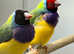 Gouldian Finches  male female,8