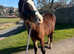 Welsh d filly