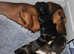 Dachshund puppies (varied prices.)