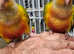 Hand reared conures