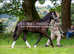 Welsh C Gelding looking for a new family